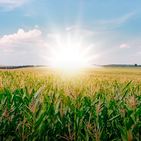 Nace Insumos Agrícolas