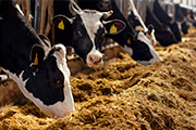 Nutrición Animal