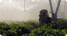 Producción agrícola